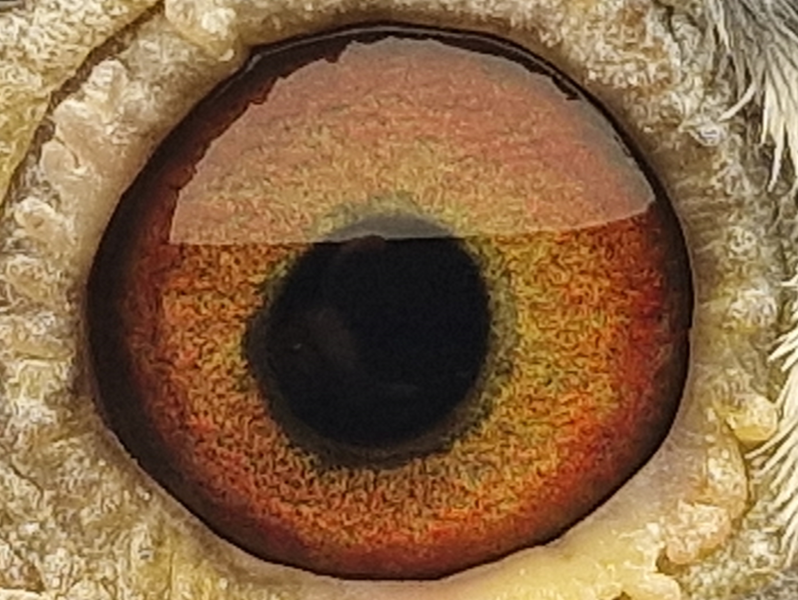 Pigeon eye